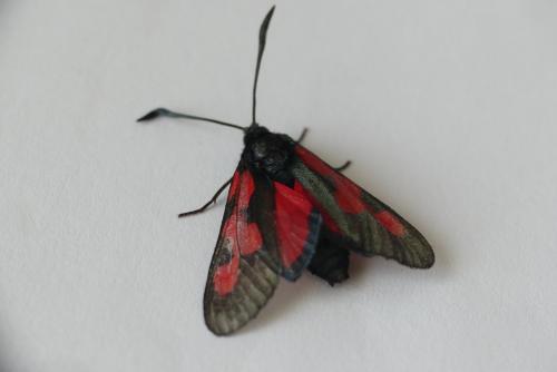 Réf. 183 513 : Zygaena trifolii